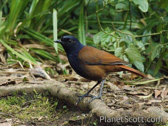 Sumatran Whistling-Thrush (Myophonus castaneus)