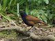 Sumatran Whistling-Thrush (Myophonus castaneus)