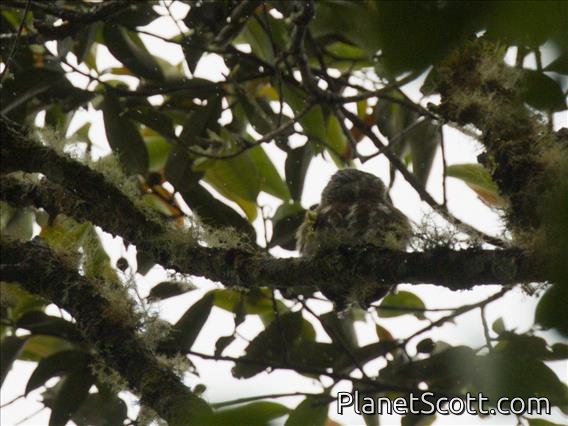 Sunda Owlet (Taenioptynx sylvaticus)