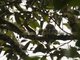 Sunda Owlet (Taenioptynx sylvaticus)