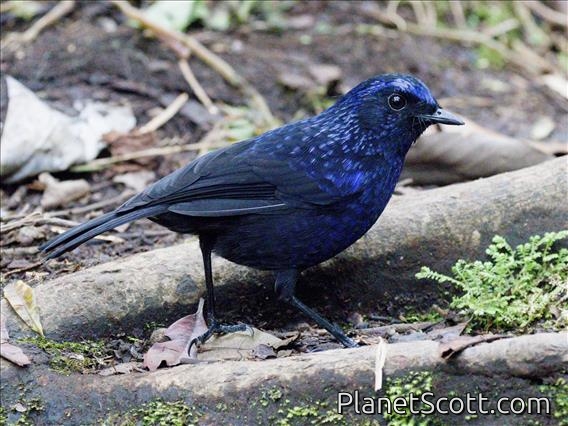 Shiny Whistling-Thrush (Myophonus melanurus)