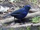 Shiny Whistling-Thrush (Myophonus melanurus)