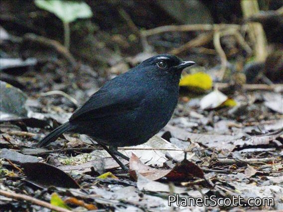 Sumatran Shortwing (Brachypteryx saturata)