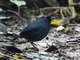 Sumatran Shortwing (Brachypteryx saturata)
