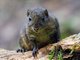 Niobe Ground Squirrel (Lariscus niobe)