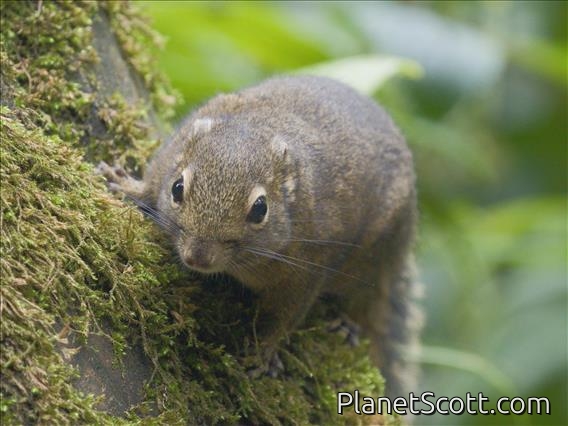 Sumatran Mountain Squirrel (Sundasciurus altitudinis)