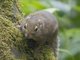 Sumatran Mountain Squirrel (Sundasciurus altitudinis)