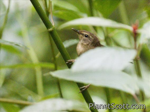 Aberrant Bush-Warbler (Horornis flavolivaceus)