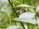 Aberrant Bush-Warbler (Horornis flavolivaceus)