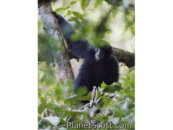 Siamang (Symphalangus syndactylus)