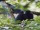 Siamang (Symphalangus syndactylus)
