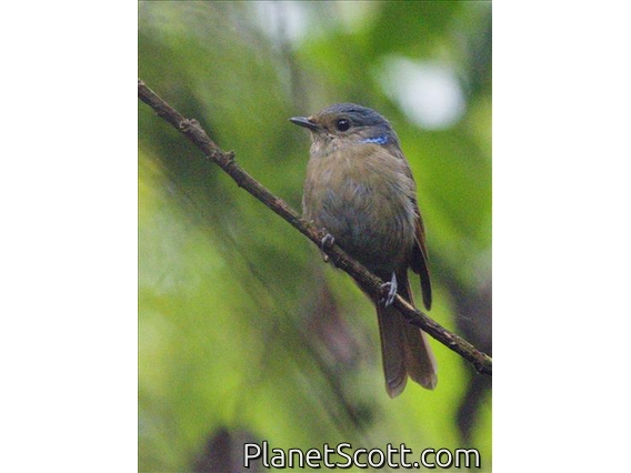 Large Niltava (Niltava grandis) - Female