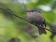 Large Niltava (Niltava grandis) - Female