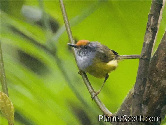 Mountain Tailorbird (Phyllergates cucullatus)