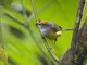 Mountain Tailorbird (Phyllergates cucullatus)