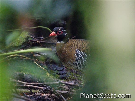 Red-billed Partridge (Arborophila rubrirostris)