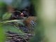 Red-billed Partridge (Arborophila rubrirostris)