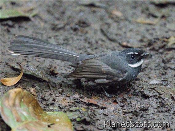 White-throated Fantail (Rhipidura albicollis)