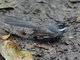 White-throated Fantail (Rhipidura albicollis)