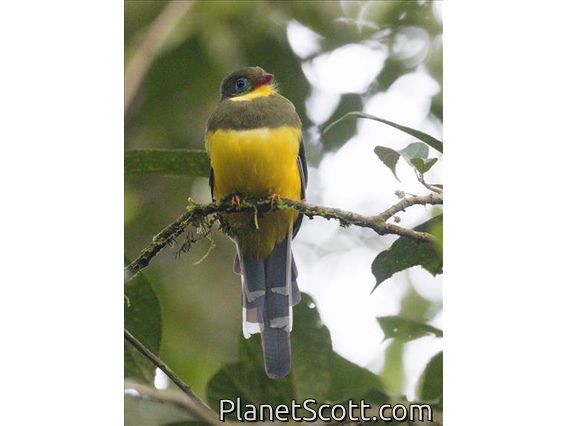Sumatran Trogon (Apalharpactes mackloti)