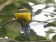 Sumatran Trogon (Apalharpactes mackloti)