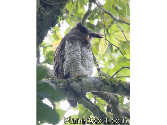 Barred Eagle-Owl (Ketupa sumatranus)