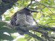 Barred Eagle-Owl (Ketupa sumatranus)
