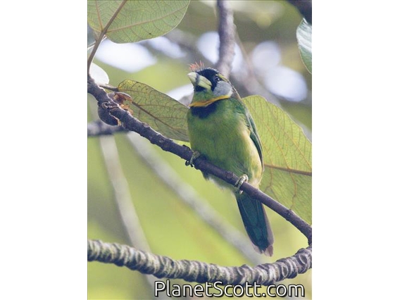 Fire-tufted Barbet (Psilopogon pyrolophus)