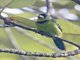 Fire-tufted Barbet (Psilopogon pyrolophus)