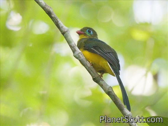 Sumatran Trogon (Apalharpactes mackloti)