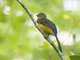 Sumatran Trogon (Apalharpactes mackloti)