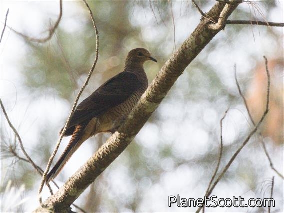 Barred Cuckoo-Dove (Macropygia unchall)