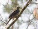 Barred Cuckoo-Dove (Macropygia unchall)