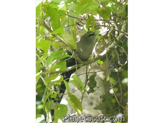 Green-billed Malkoha (Phaenicophaeus tristis)