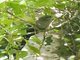 Green-billed Malkoha (Phaenicophaeus tristis)