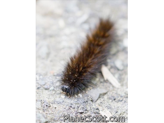 Tiger Moth Caterpillar (Aloa sp)