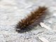 Tiger Moth Caterpillar (Aloa sp)