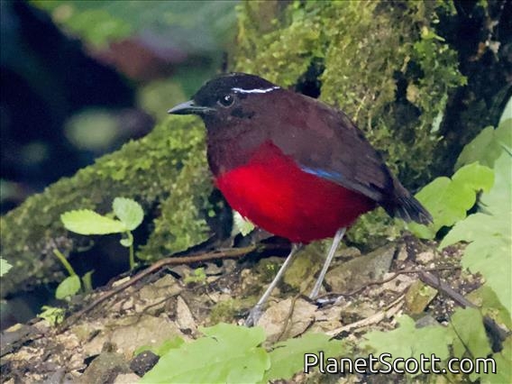 Graceful Pitta (Erythropitta venusta)