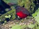 Graceful Pitta (Erythropitta venusta)