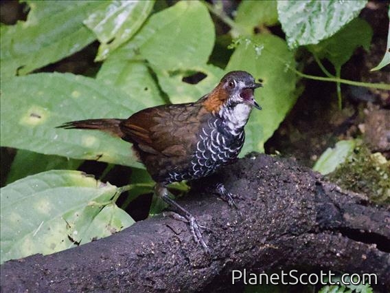 Marbled Wren-Babbler (Turdinus marmoratus)