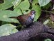 Marbled Wren-Babbler (Turdinus marmoratus)