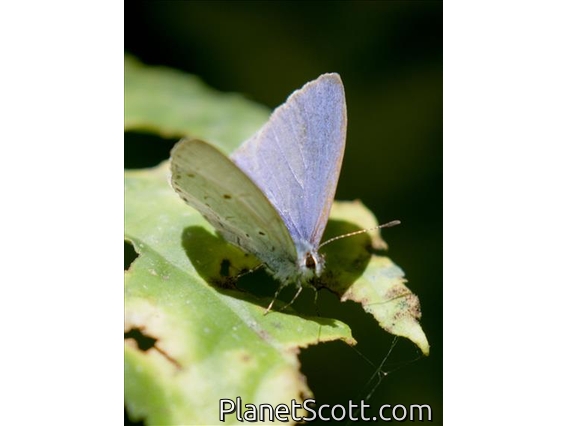 Blue Butterfly (Udara camenae)