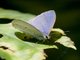 Blue Butterfly (Udara camenae)