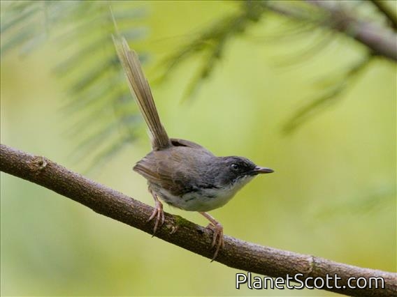 Hill Prinia (Prinia superciliaris)
