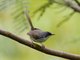 Hill Prinia (Prinia superciliaris)