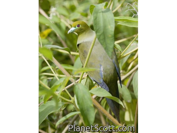 Sumatran Green-Pigeon (Treron oxyurus)