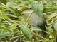 Sumatran Green-Pigeon (Treron oxyurus)