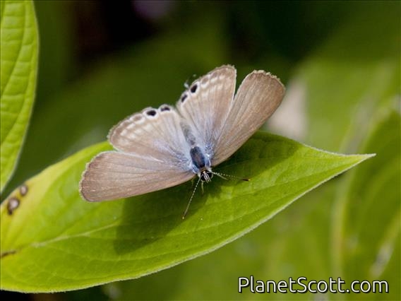 Plains Cupid (Luthrodes pandava)