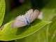 Plains Cupid (Luthrodes pandava)