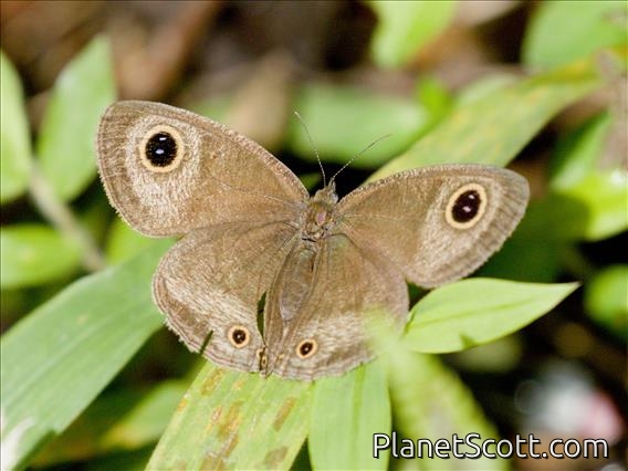 Common Three-ring (Ypthima pandocus)
